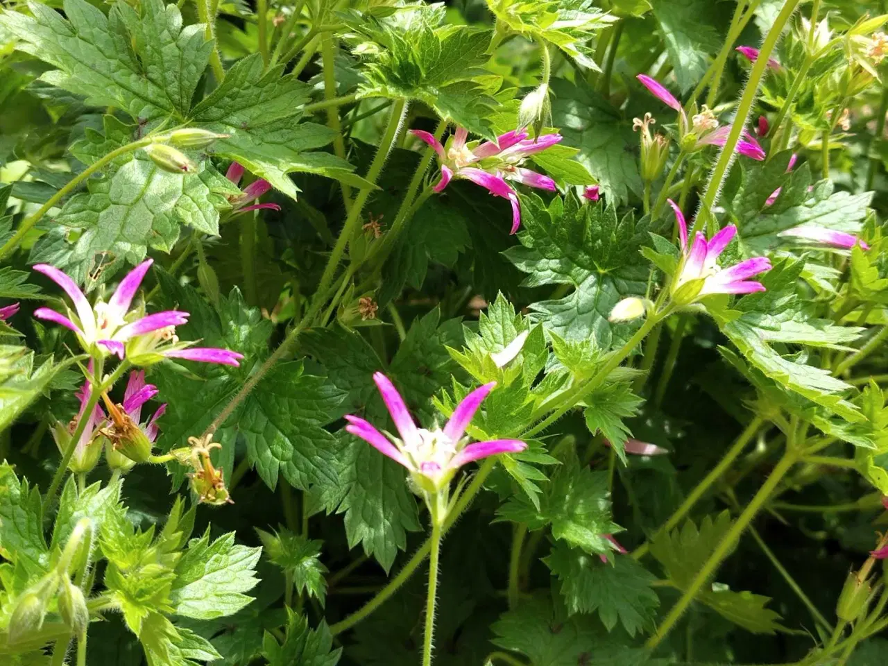 Billede 2 - Geranium purpur 