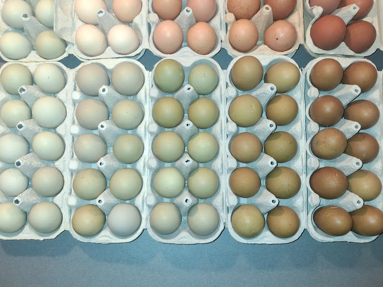 Billede 1 - Rugeæg fra blandingshøns