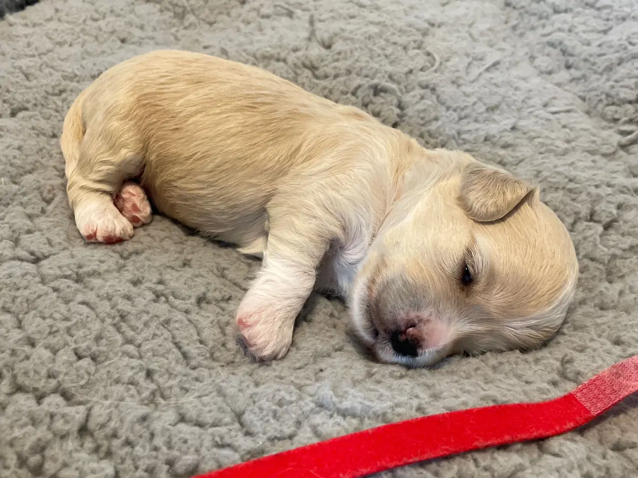 Billede 9 - Havapoo/maltipoo