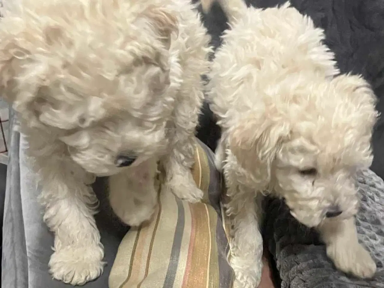 Billede 2 - Mellem Pudler