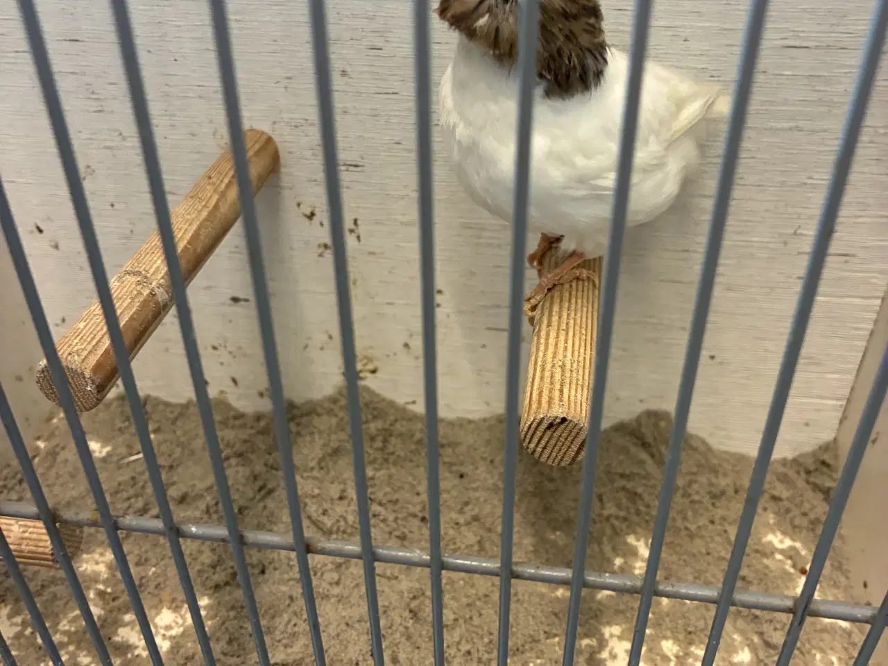 Billede 5 - Gloster kanarier