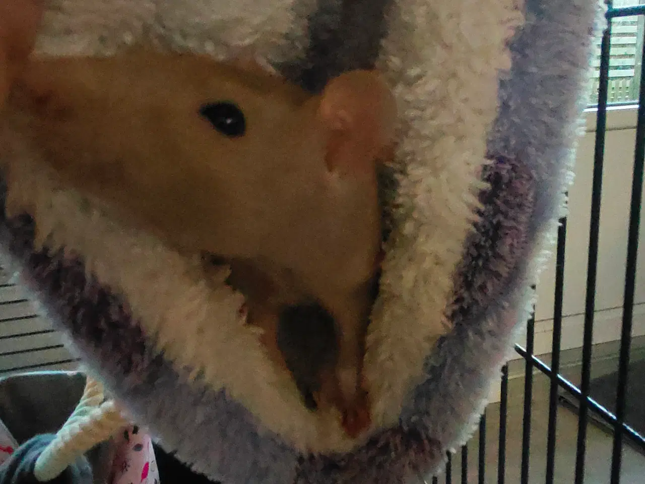 Billede 8 - Rotte piger søger nyt hjem 