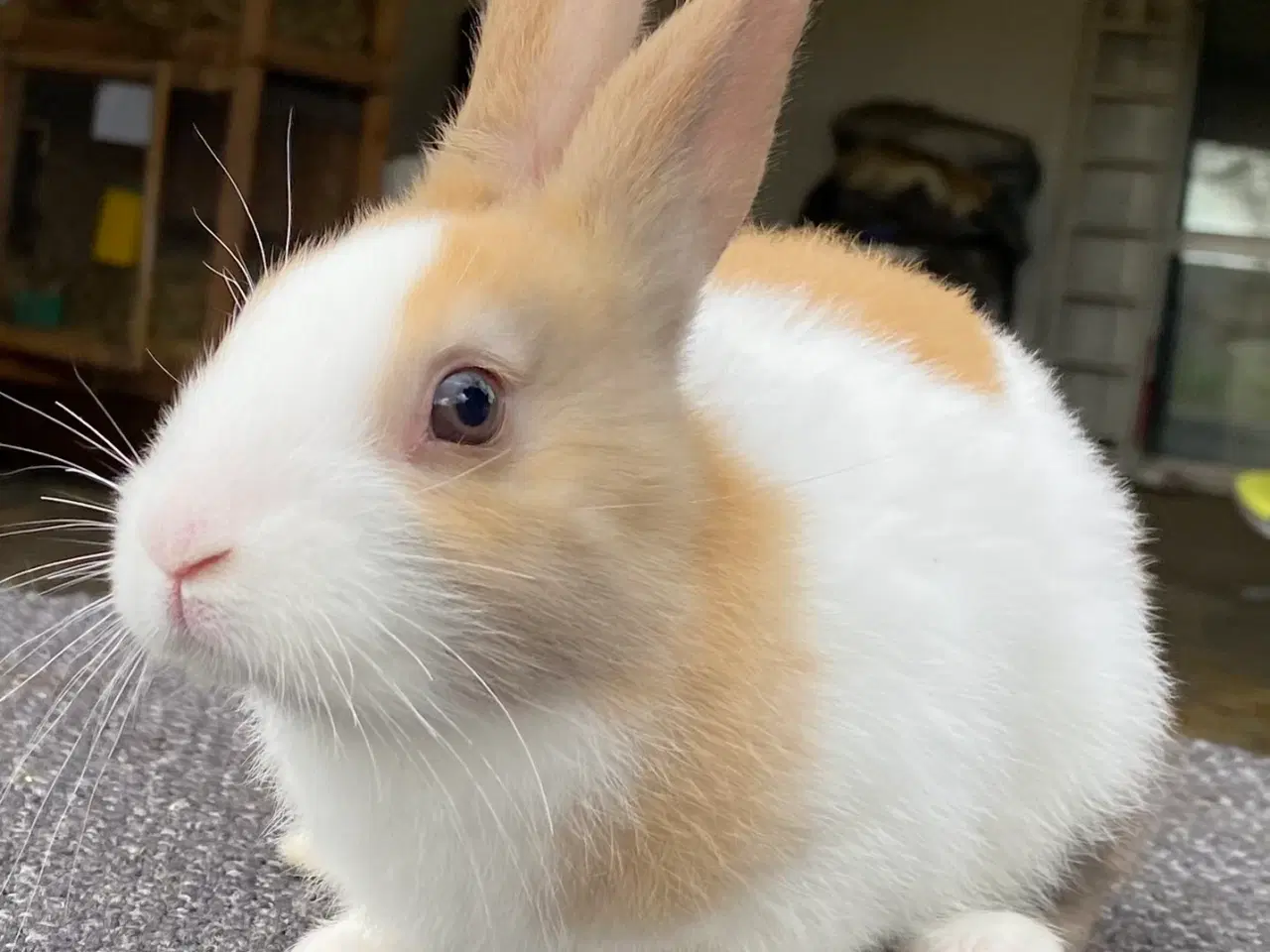 Billede 1 - HOLLÆNER HAN MADAGASCAR