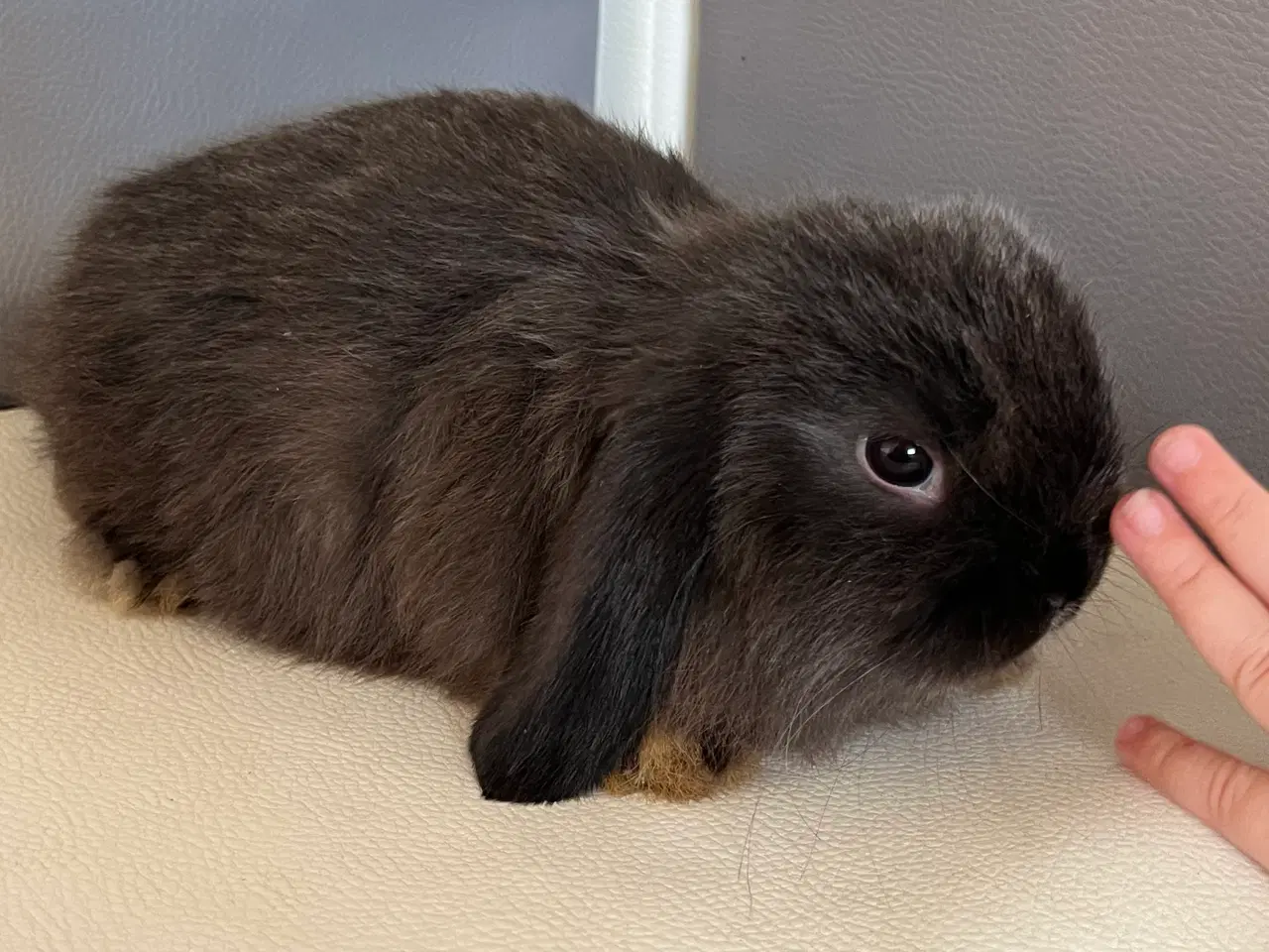 Billede 16 - Minilop