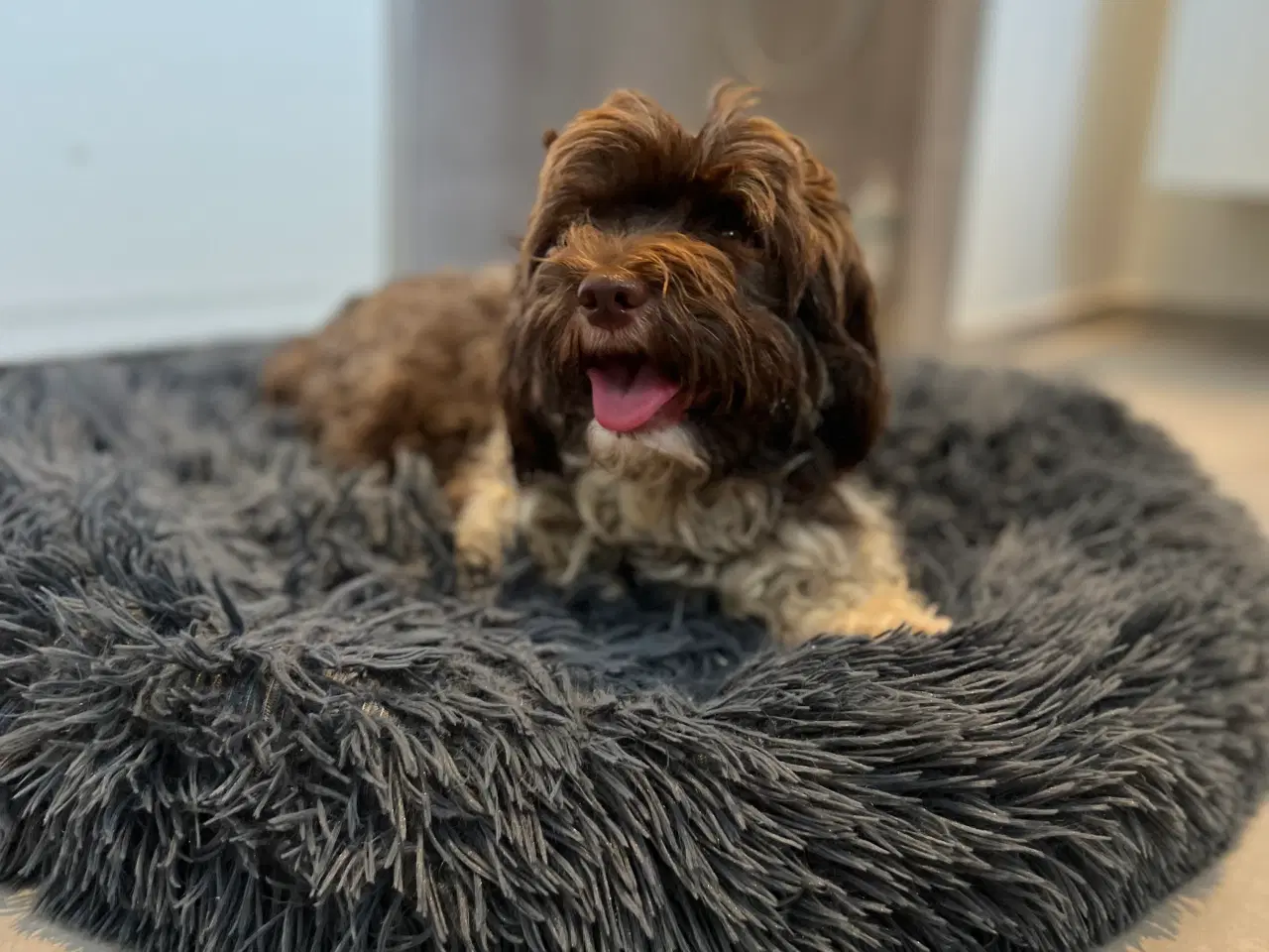 Billede 4 - Havapoo i farven Brun eller Party color