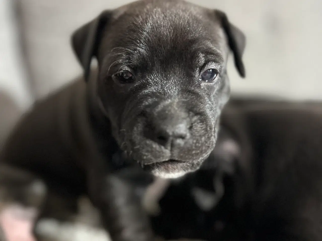 Billede 9 - OEB/Boxer/Lab/Staffordshire Bull Terrier