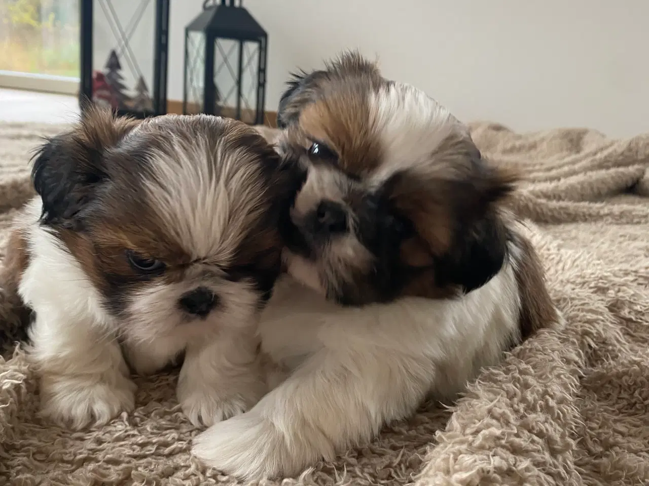 Billede 1 - Shih Tzu hvalpe 