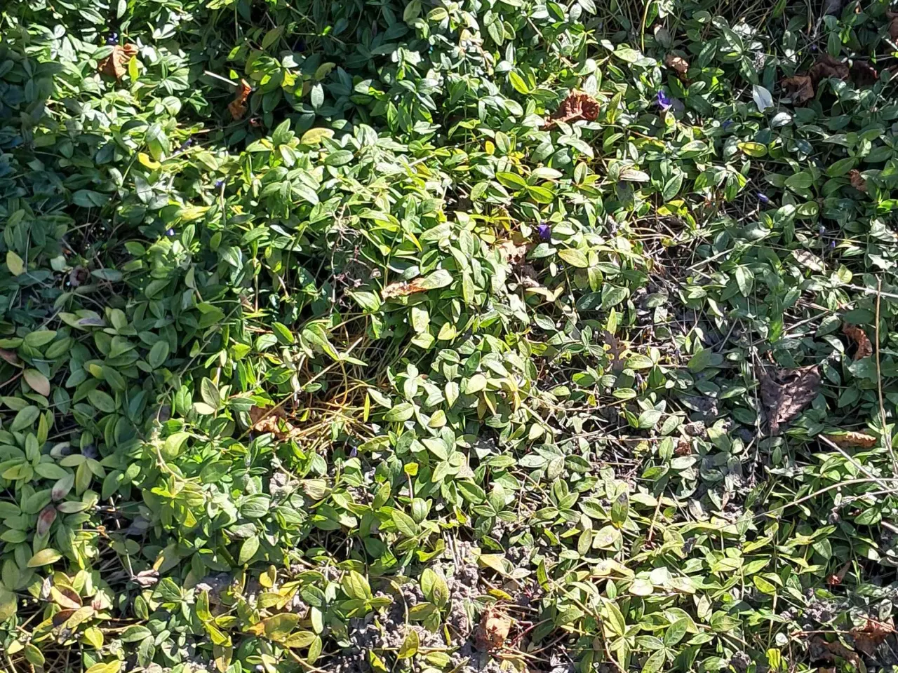 Billede 1 - Singrøn bunddække 