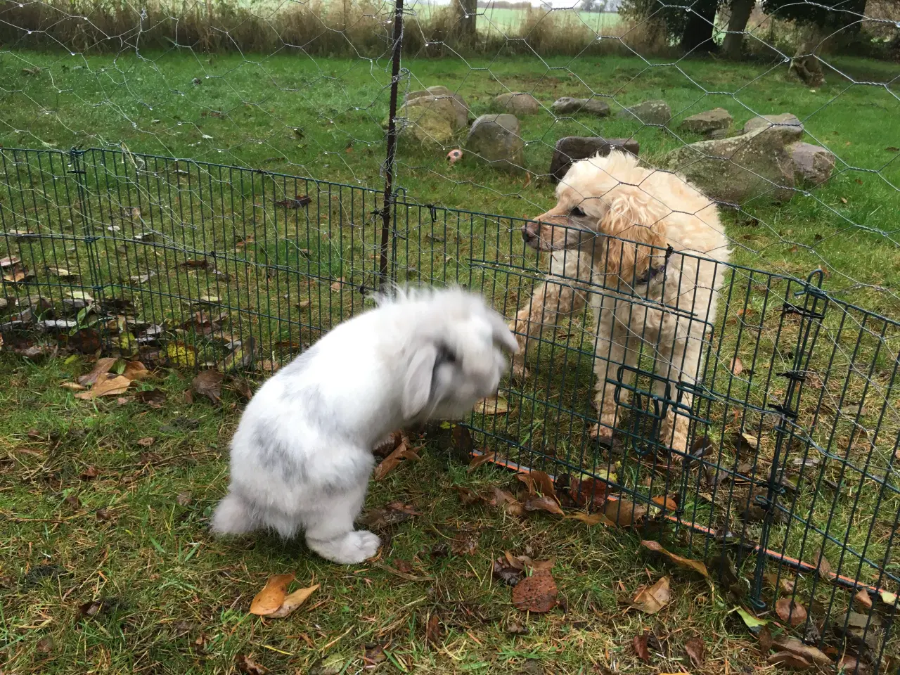 Billede 2 - Lulu søger et kærligt hjem