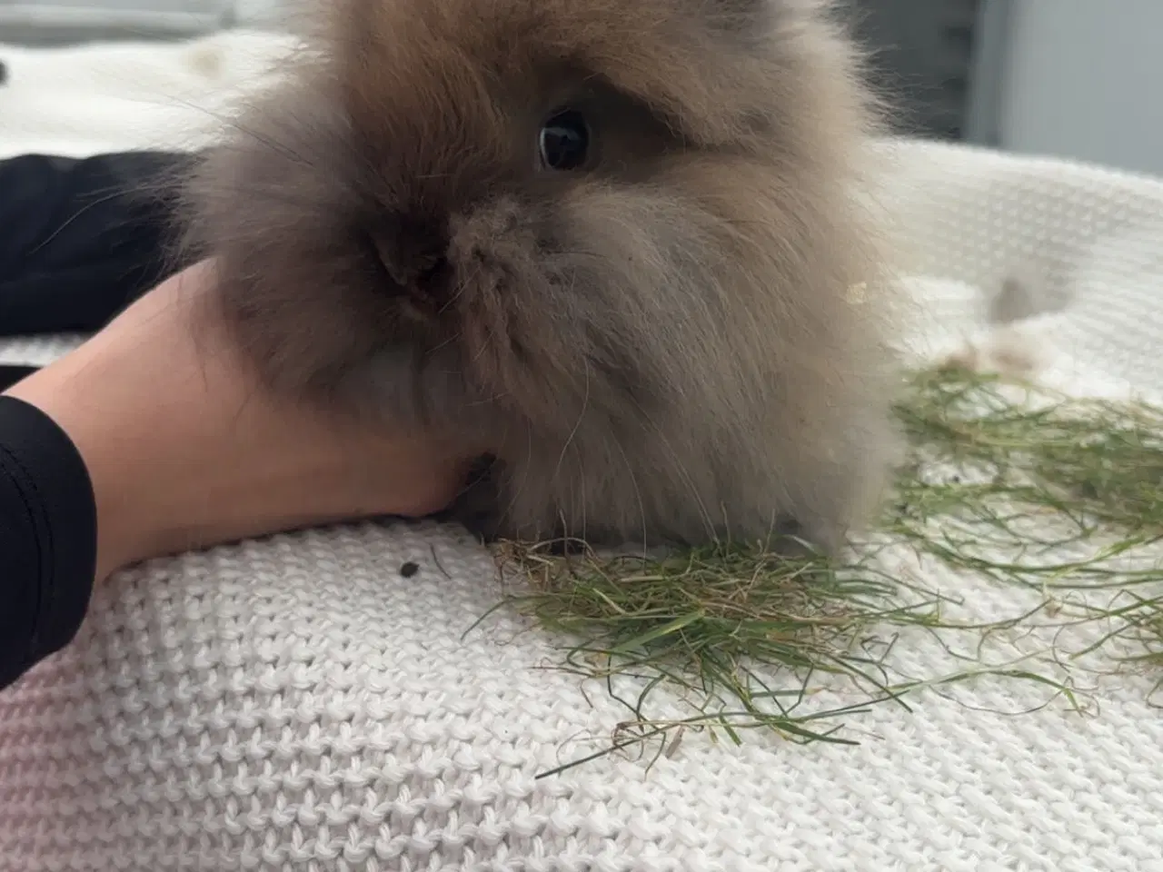 Billede 1 - Løvehoved Kanin