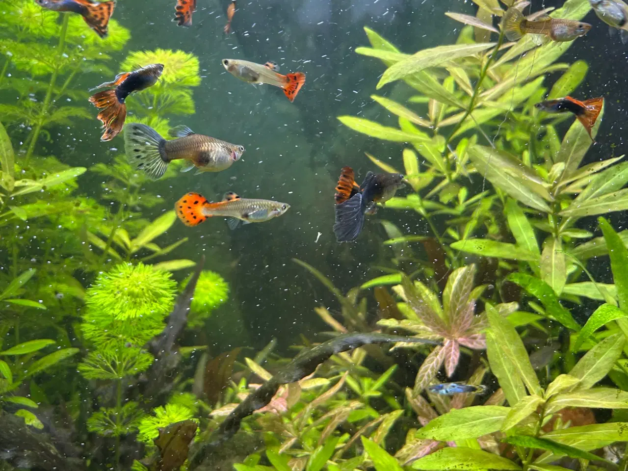 Billede 6 - Akvarie planter 