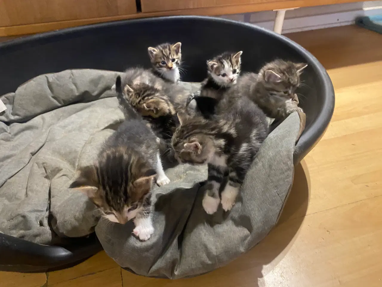 Billede 9 - Dejlige killinger salgs klar d.8-6-26