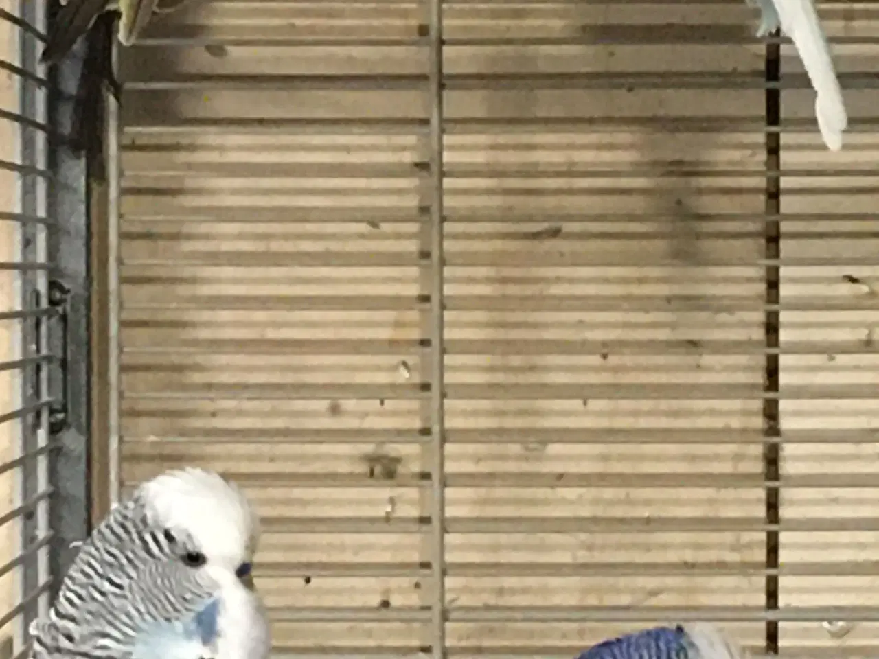 Billede 2 - Engelske undulater