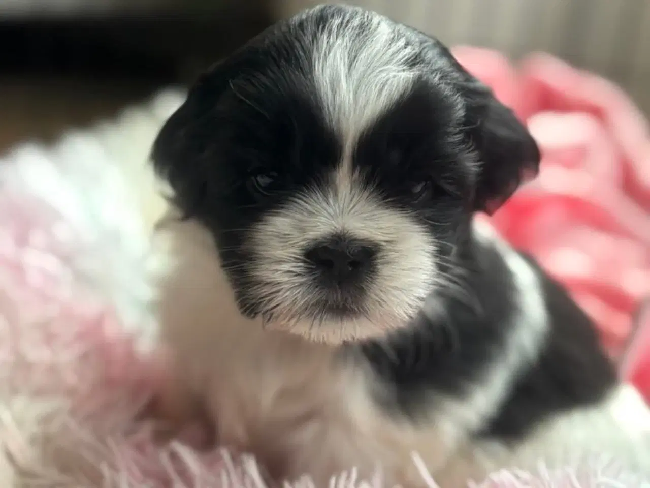 Billede 3 - Shih Tzu hvalpe