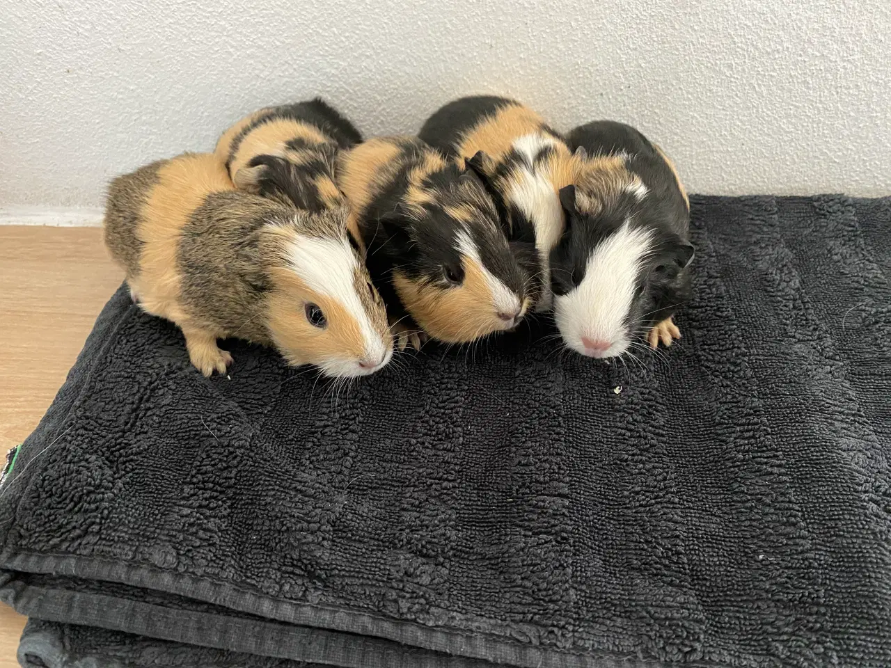 Billede 3 - Marsvinunger - De bedste kæleracer