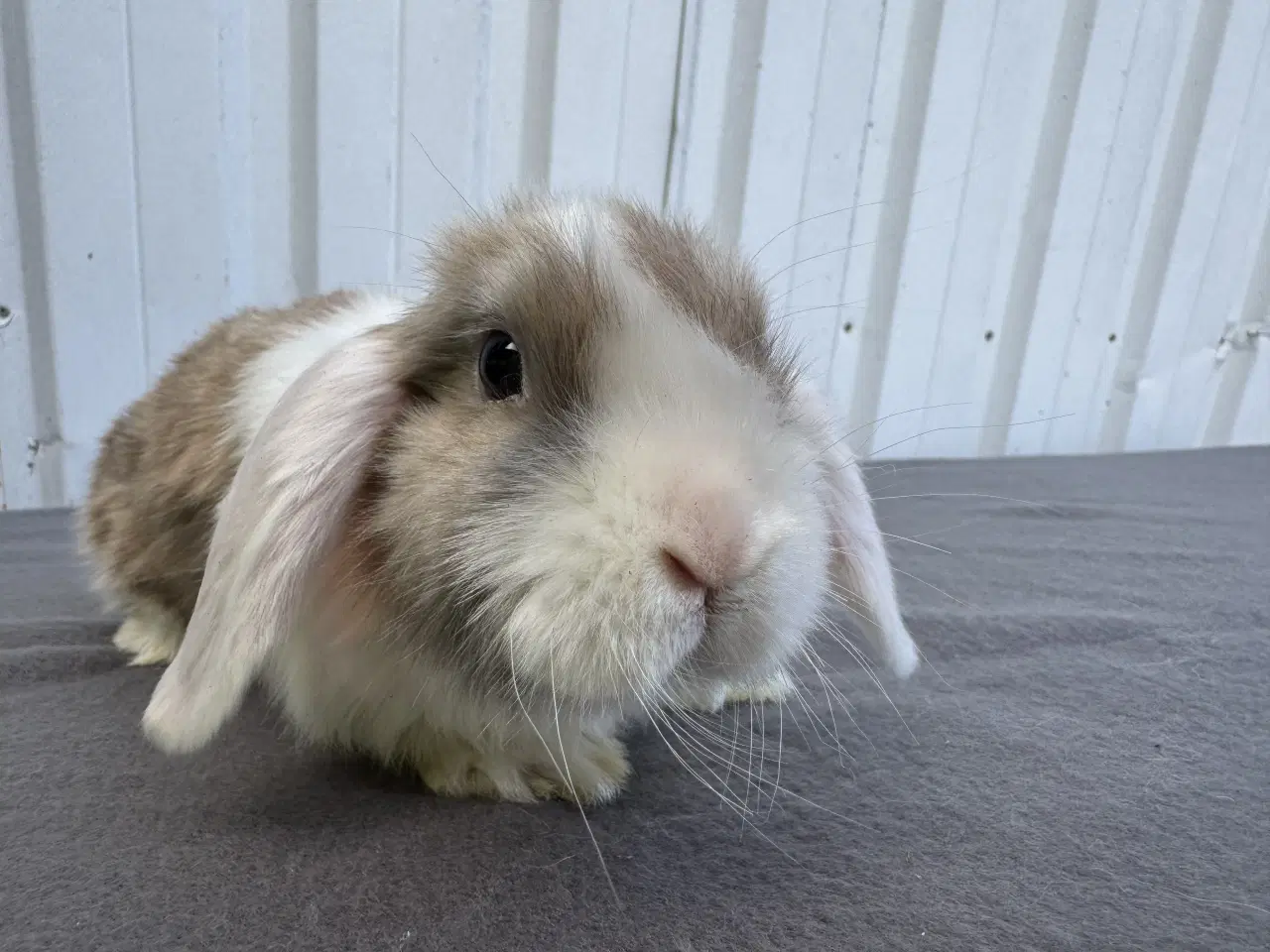 Billede 5 - Dværgvædder/Mini lop hunkanin 