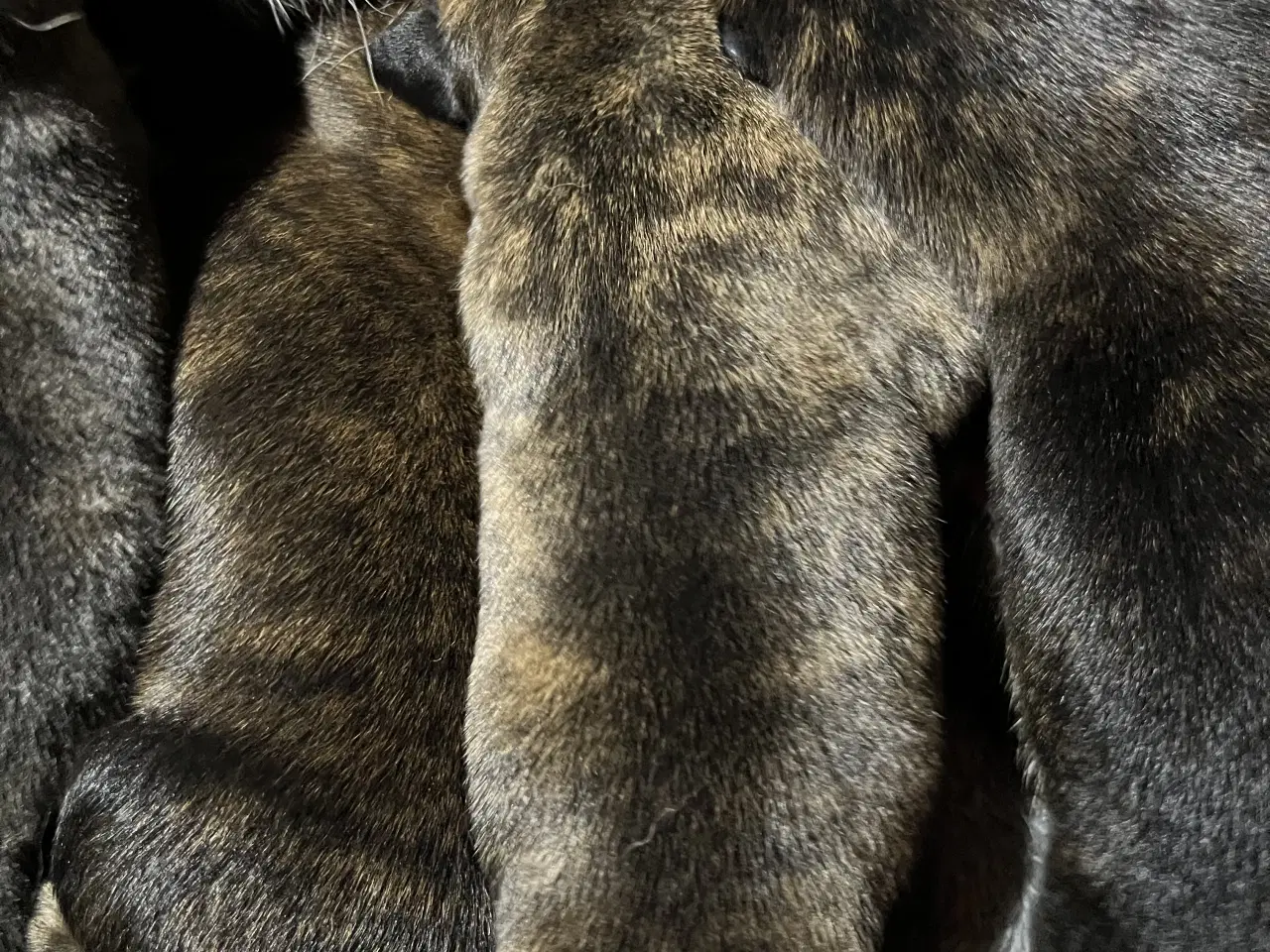 Billede 11 - Race: blanding malinois x staffordshire x Akita 