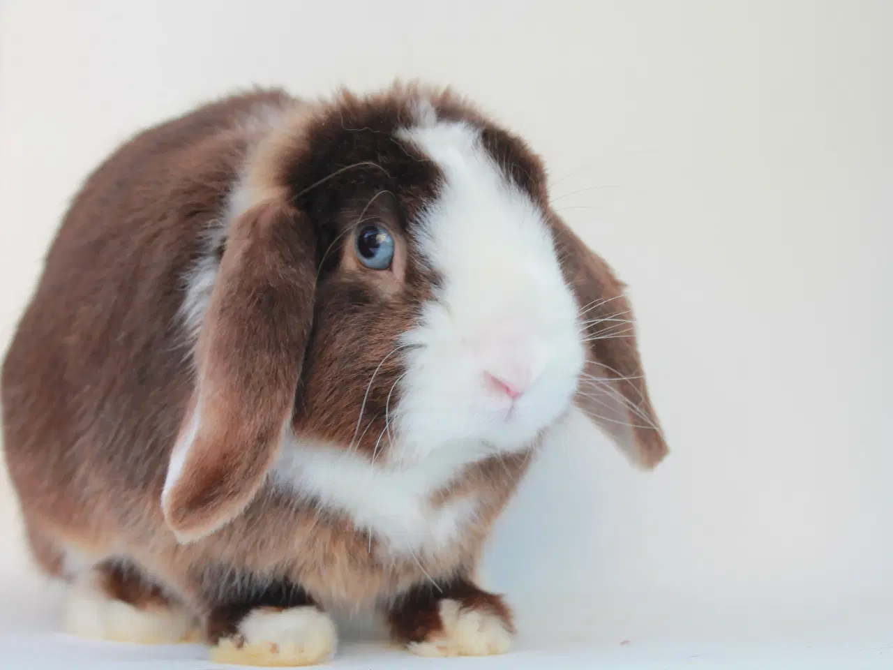 Billede 2 - Dværgvædder/Mini lop satin hankanin