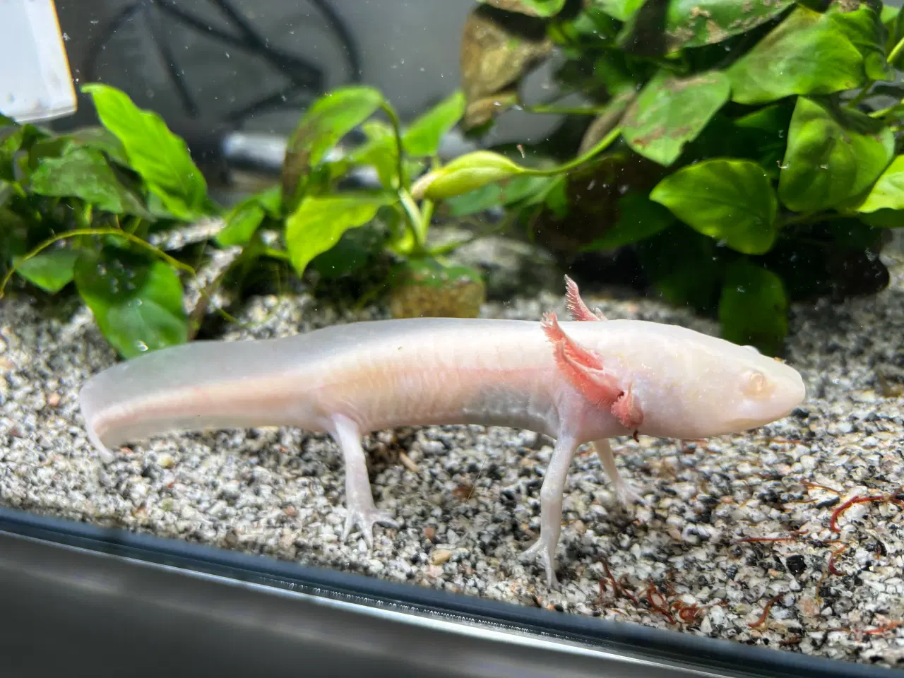Billede 2 - Axoloti