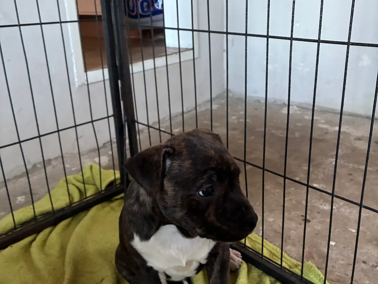 Billede 5 - Staff tæve 12 uger sidste tilbage