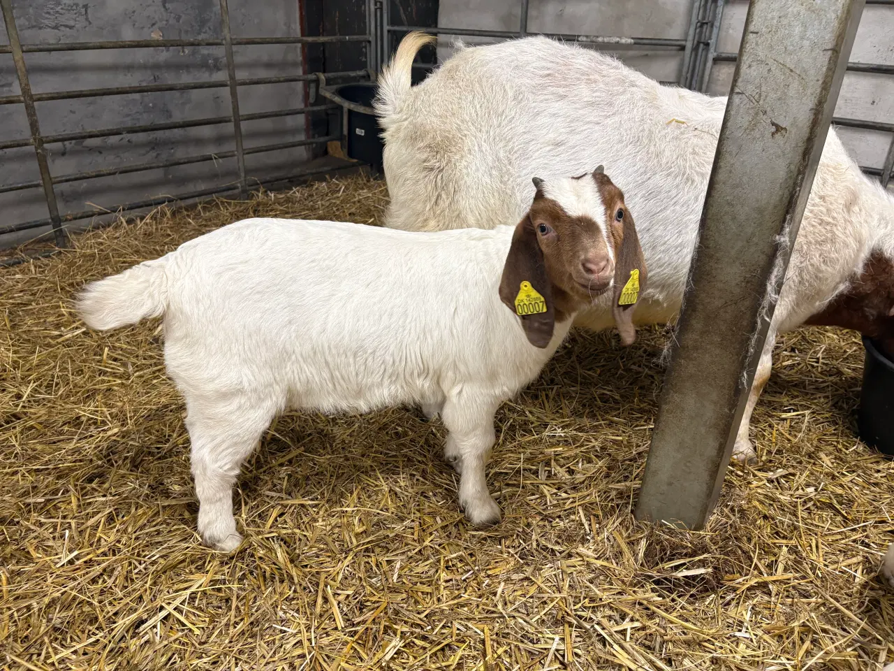 Billede 6 - Boer kid