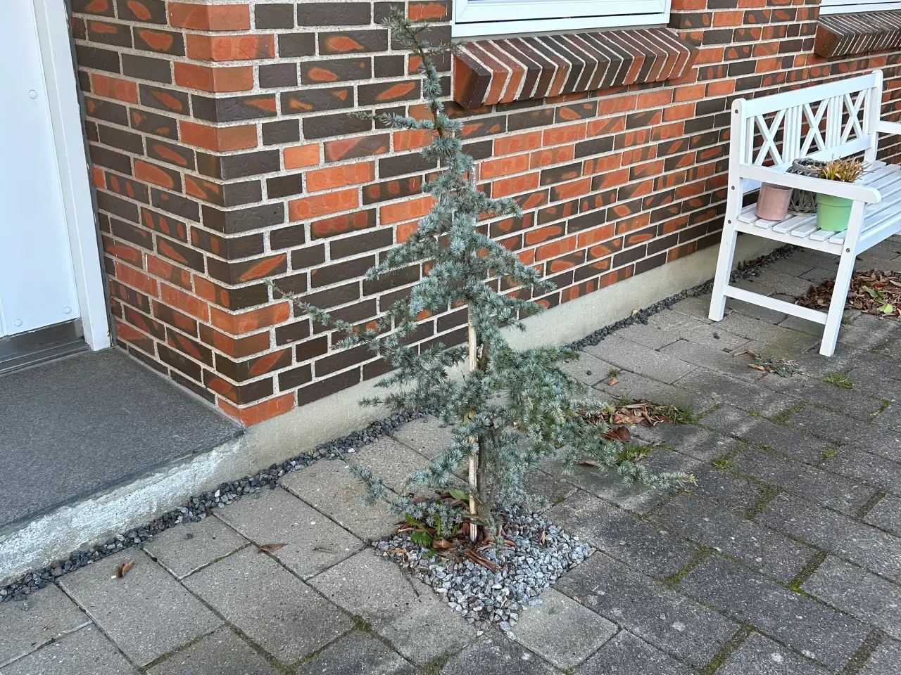 Billede 3 - 2 stk Cedertræ