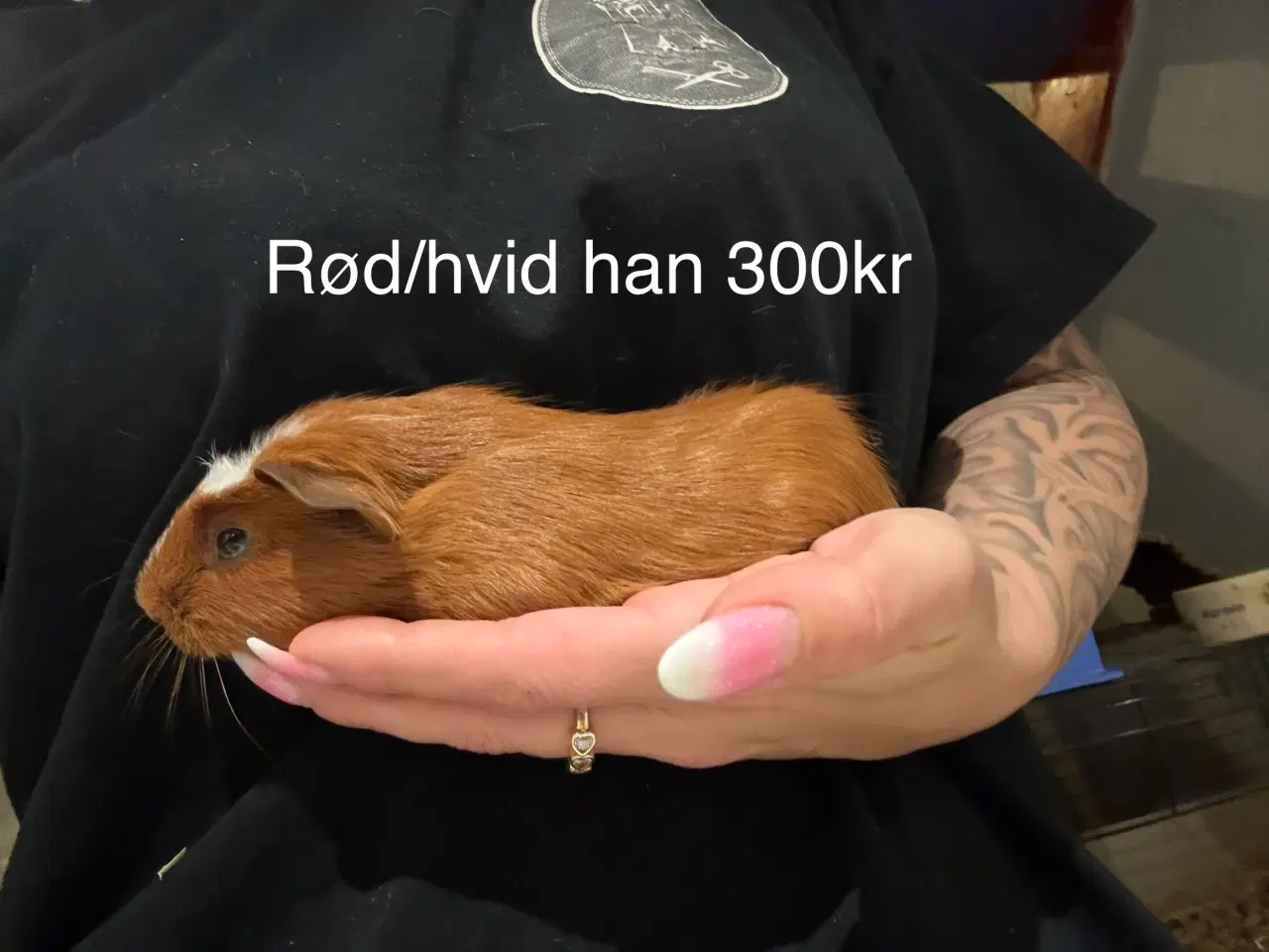 Billede 5 - Marsvin unger