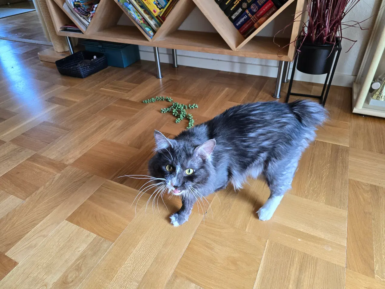 Billede 2 - Kurilean Bobtail hankastrat