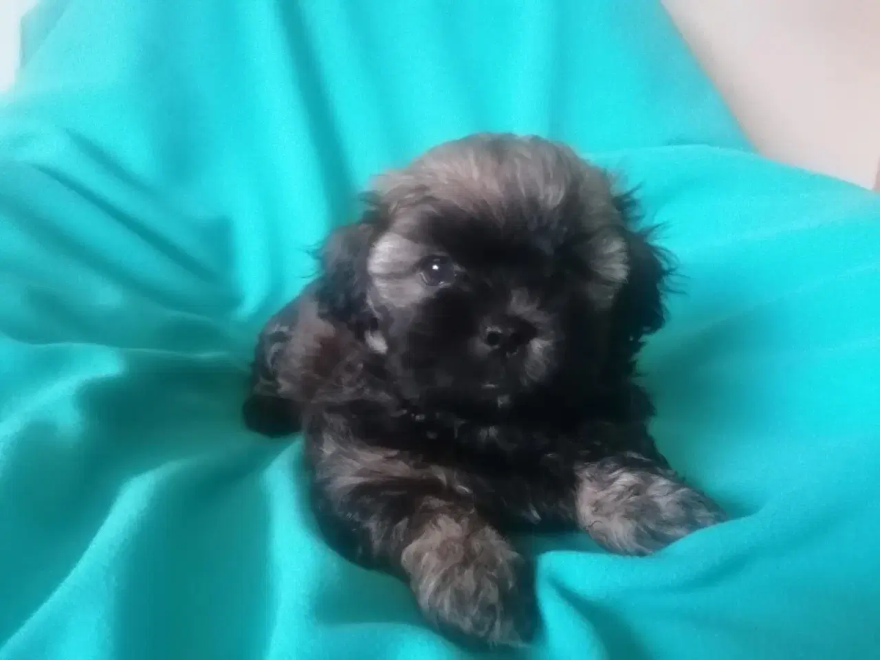 Billede 1 - Bichon Havanais ( Havaneser ) / Shih Tzu