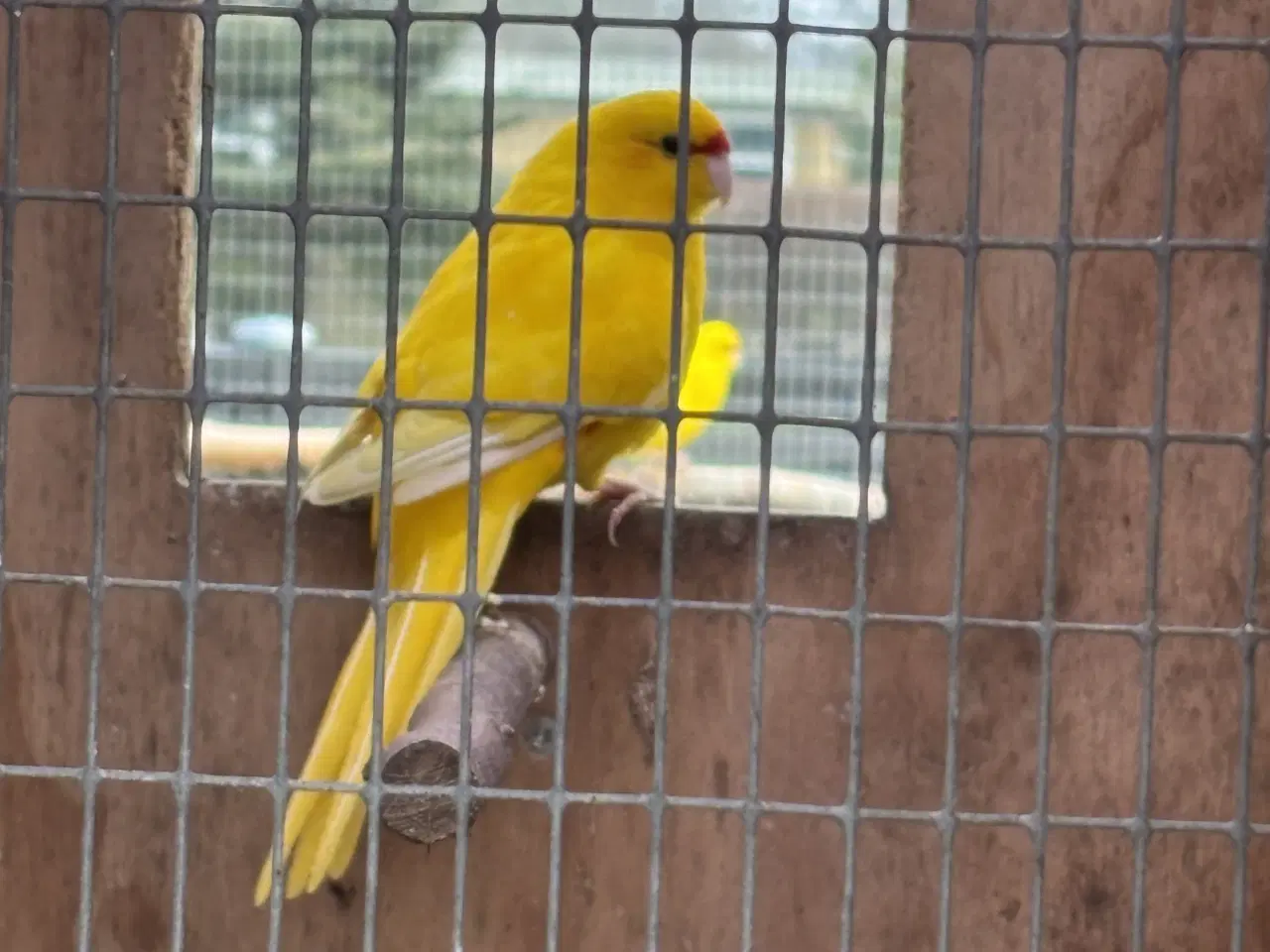 Billede 3 - Fugle sælges