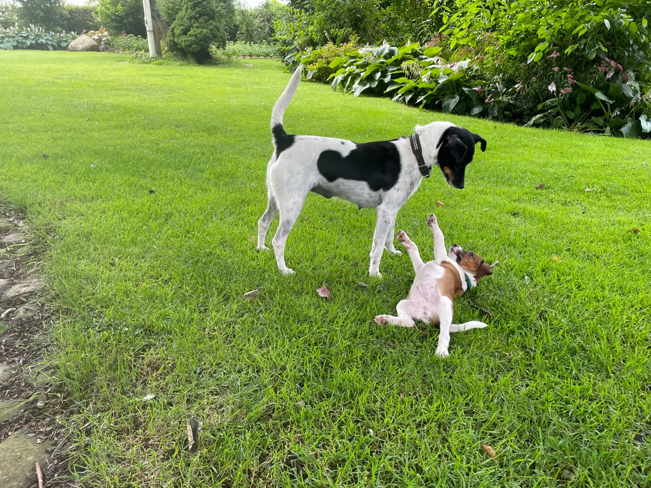 Billede 11 - Jeg vil også gerne have min egen familie 🐶