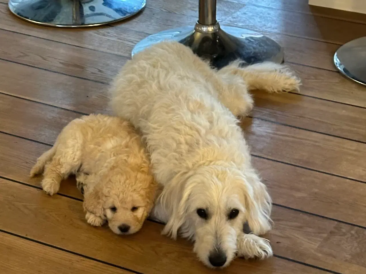 Billede 9 - Goldendoodle