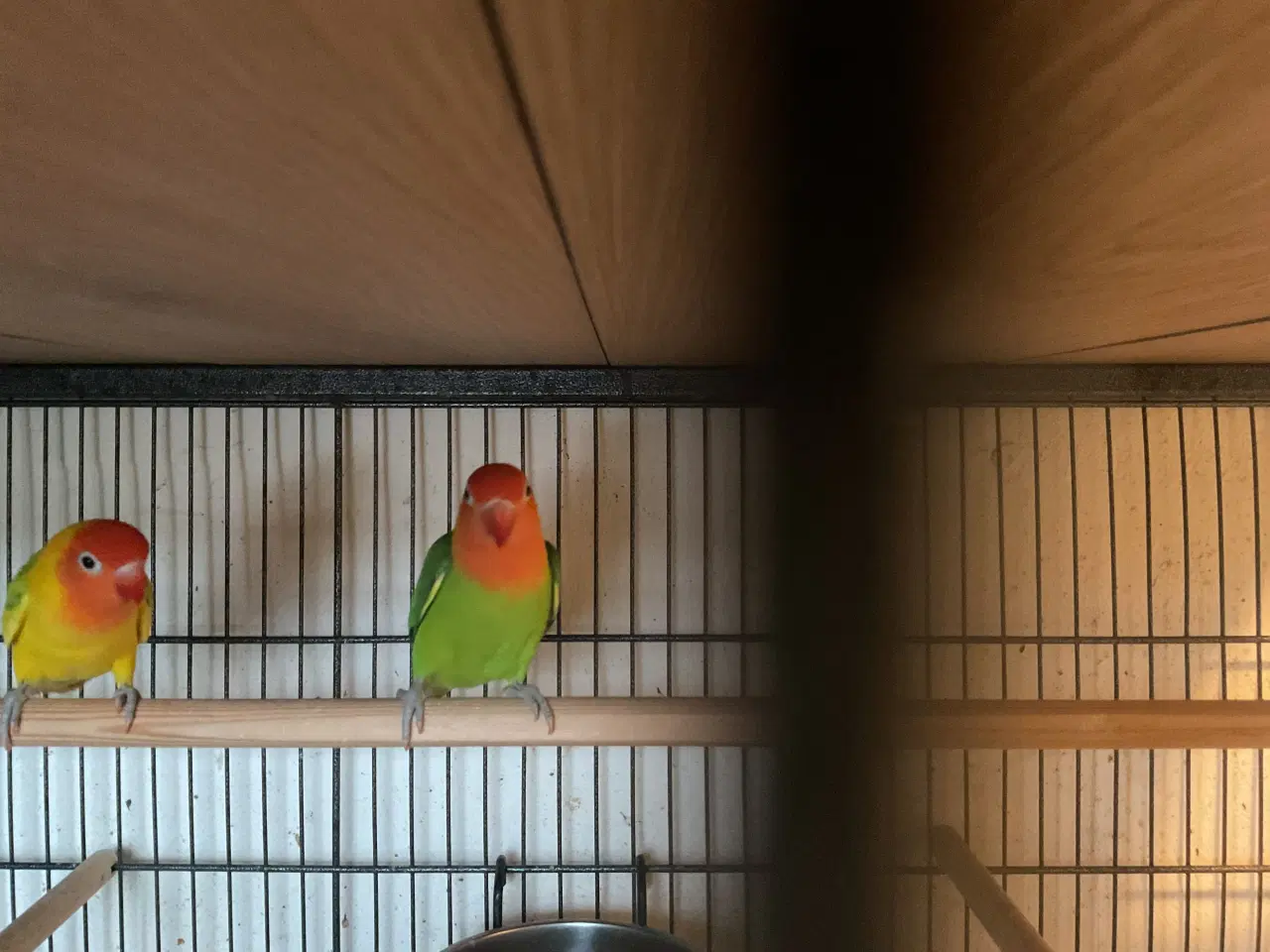 Billede 2 - Jordbærhovedet dværgpapegøjer