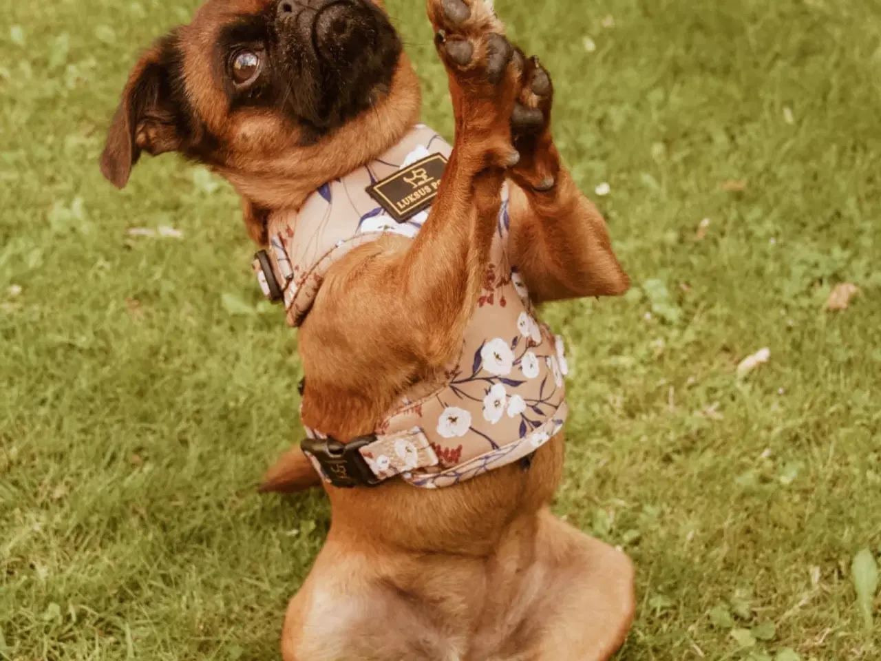 Billede 1 - Veletableret webshop med hundeudstyr sælges