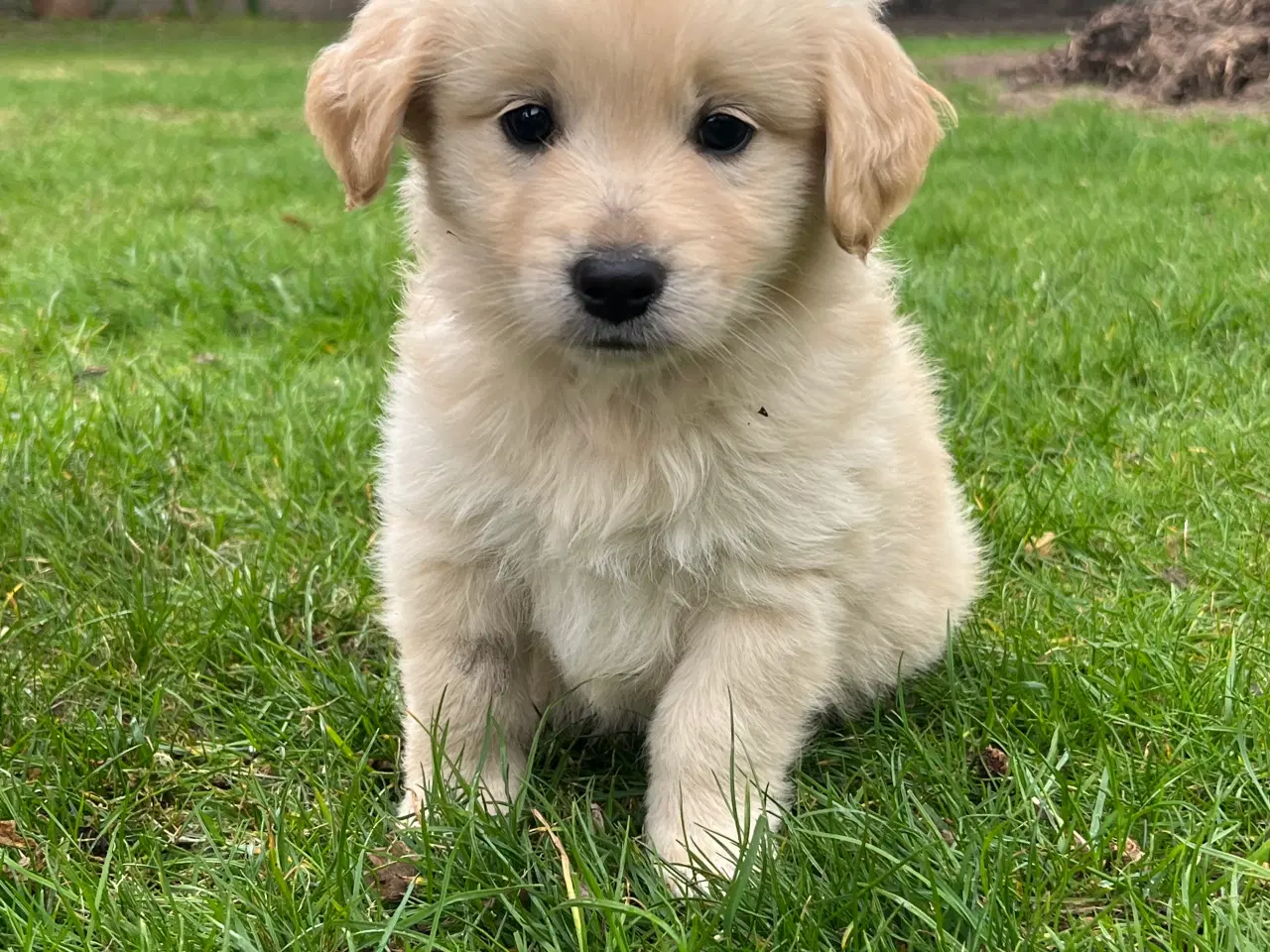 Billede 2 - 5 unikke blandingshvalpe sælges