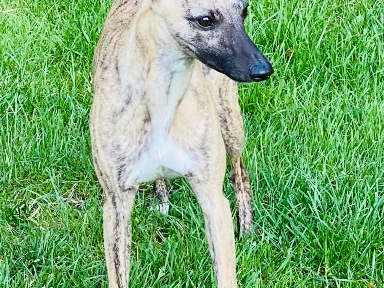 Billede 3 - Whippet søger hjem