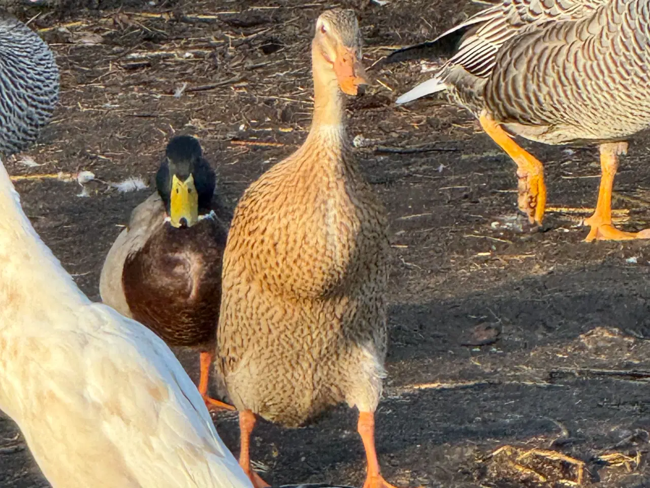 Billede 4 - 6 ænder 1 andrik 