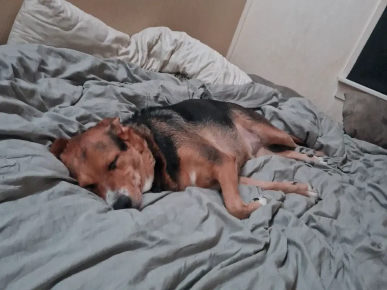 Billede 2 - Søger kærligt blivende hjem