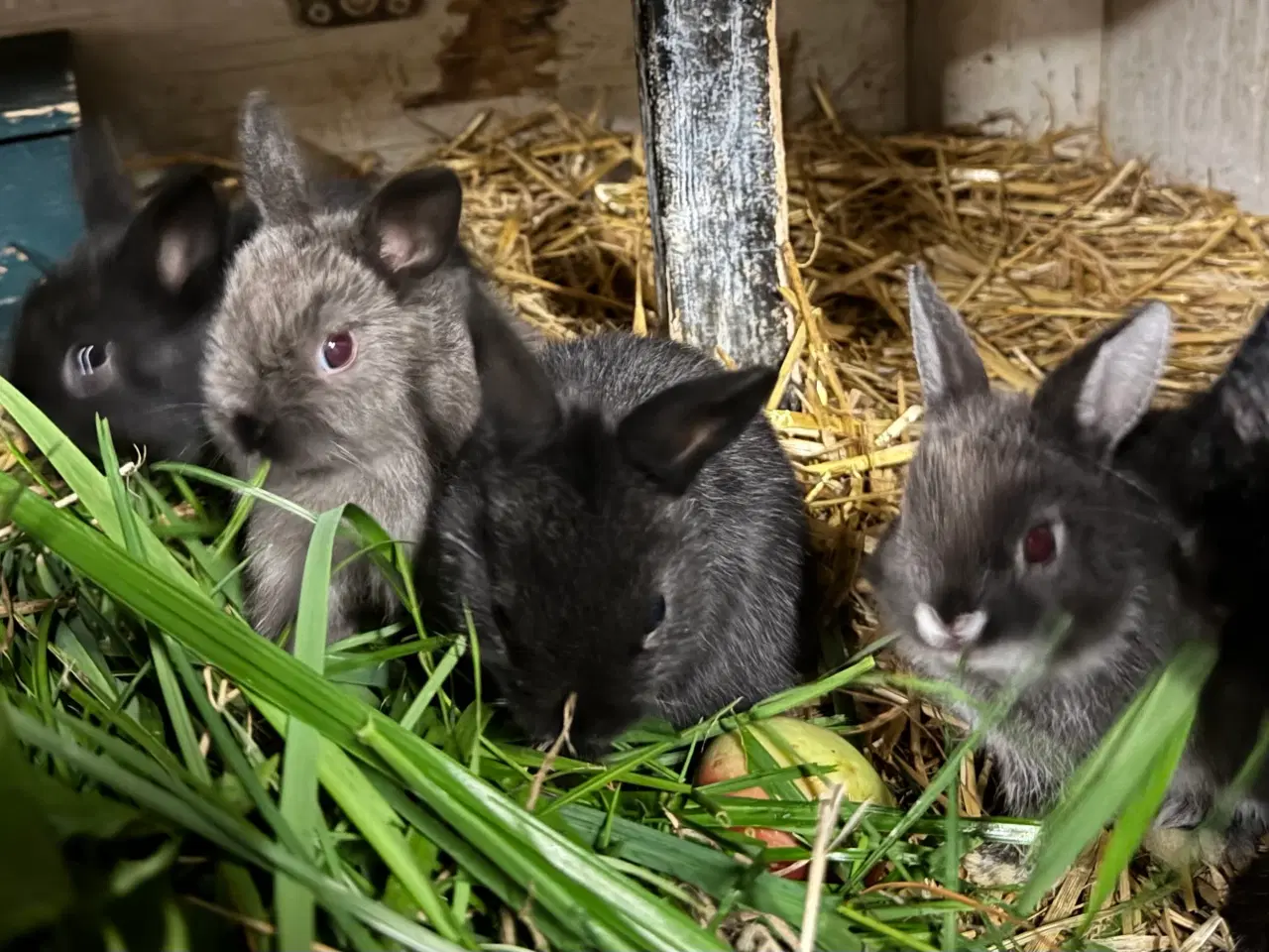 Billede 5 - Skønne mini hermelin unger 