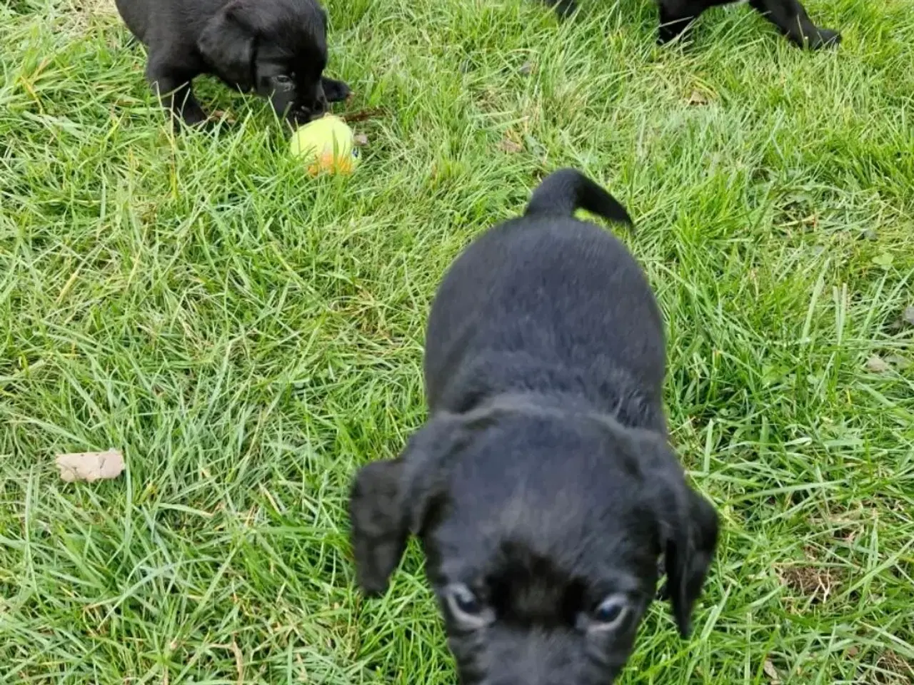 Billede 1 - Hundehvalpe springer/labrador blanding 