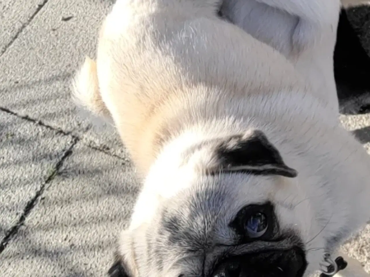Billede 1 - Mops han elsker damer