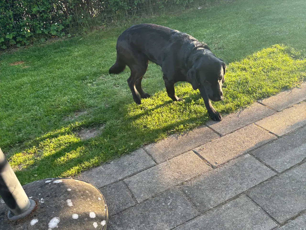 Billede 6 - Dejlig og kærlig og lydig hund 