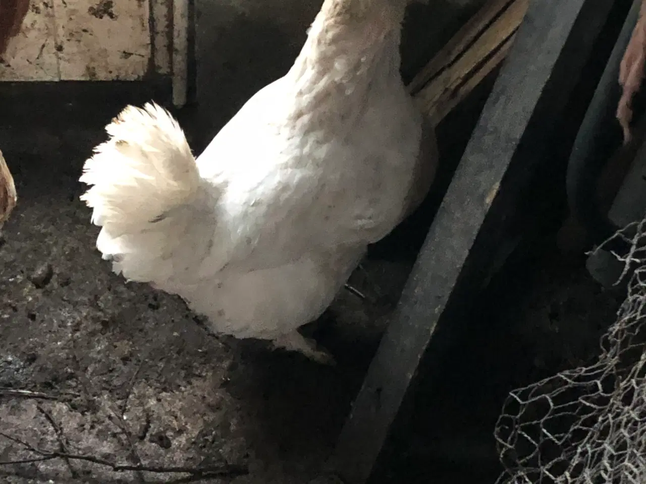 Billede 4 - 1.2 blandet race