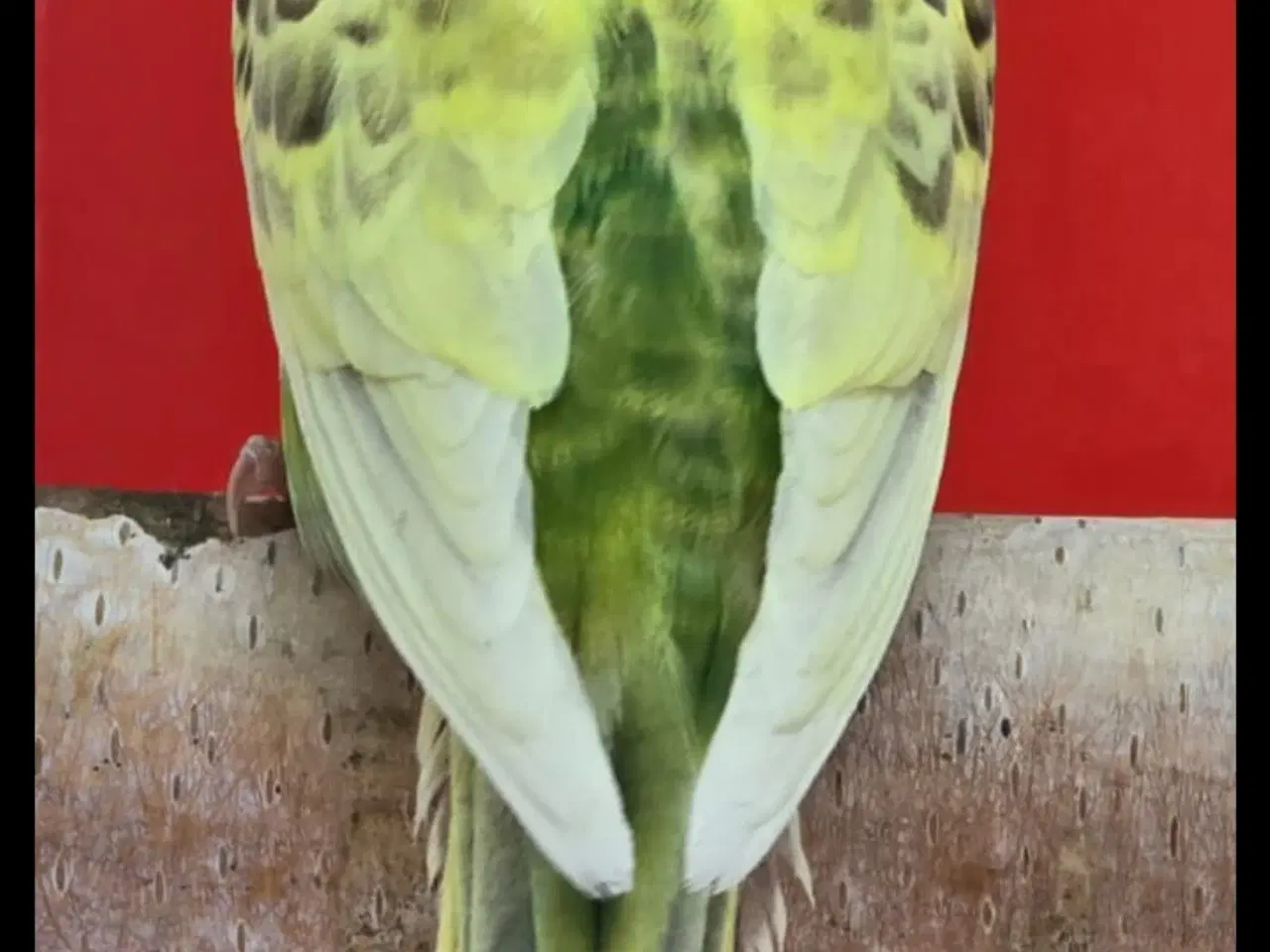 Billede 4 - Blackface,Blackface Texas undulater