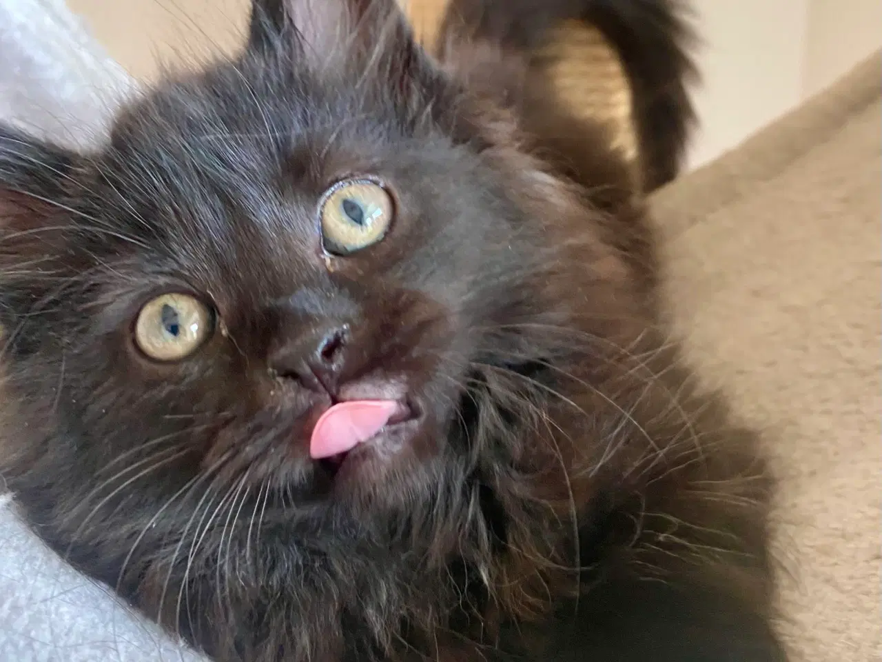 Billede 12 - Maine Coon Perser killinger