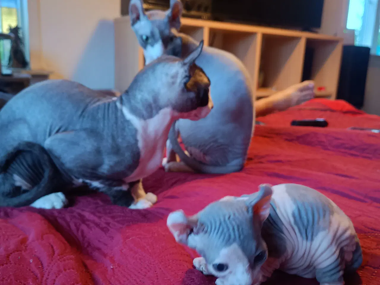 Billede 6 - Sphynx Elf kat