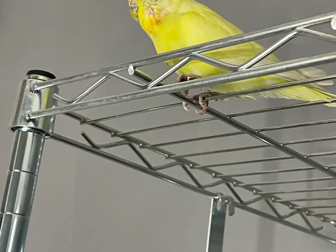 Billede 2 - Undulat unge