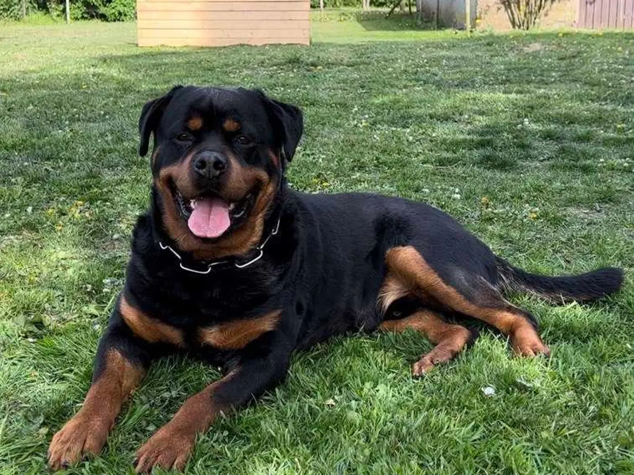 Billede 13 - Rottweiler han 