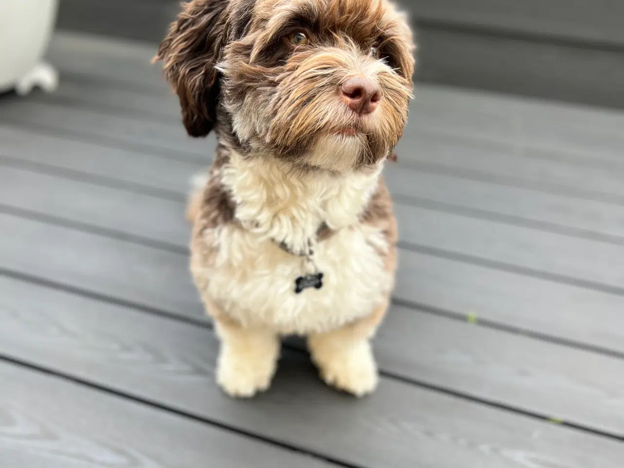 Billede 4 - Bichon Havanais Avl