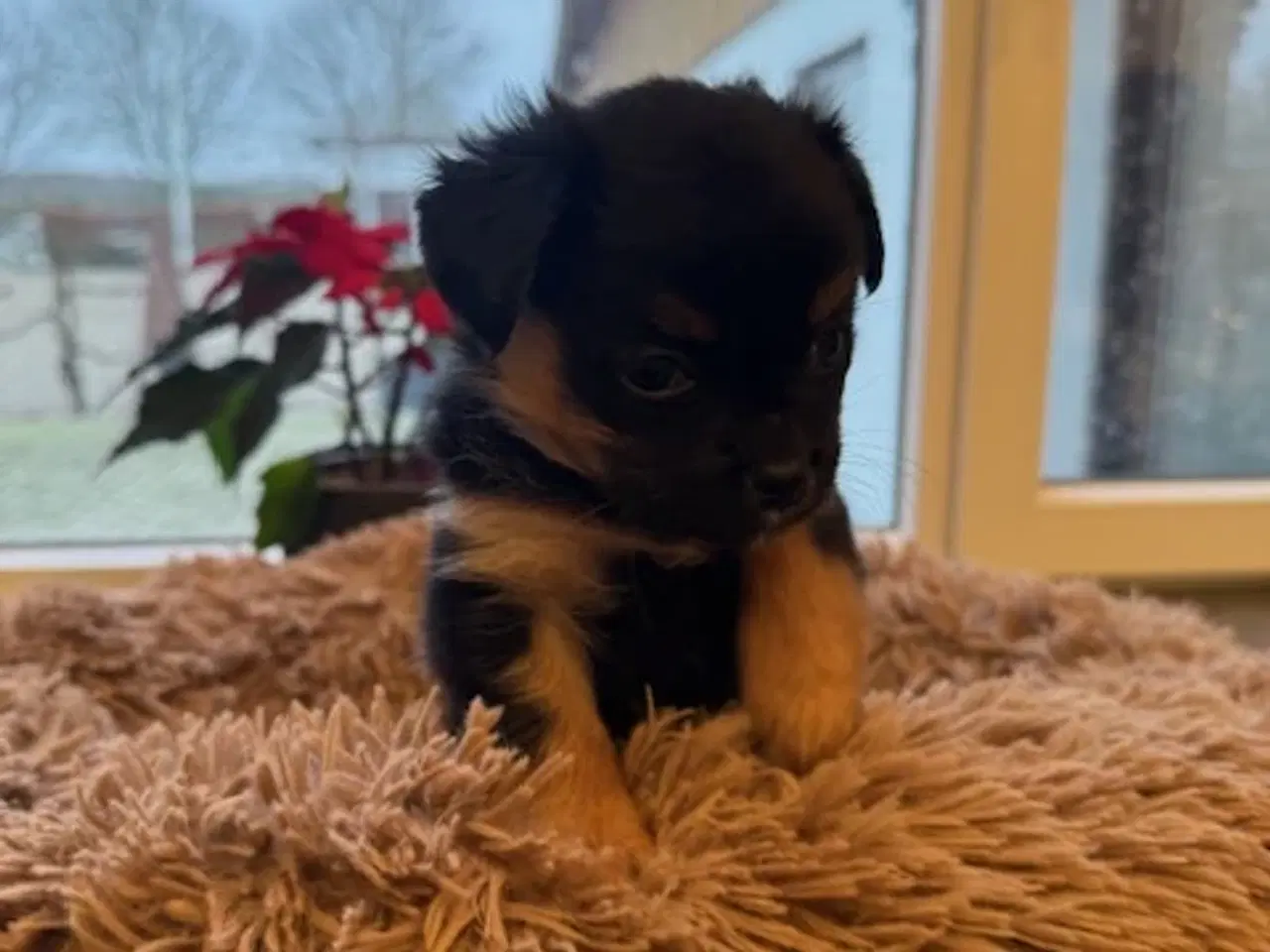 Billede 2 - Små uldtotter søger nyt hjem